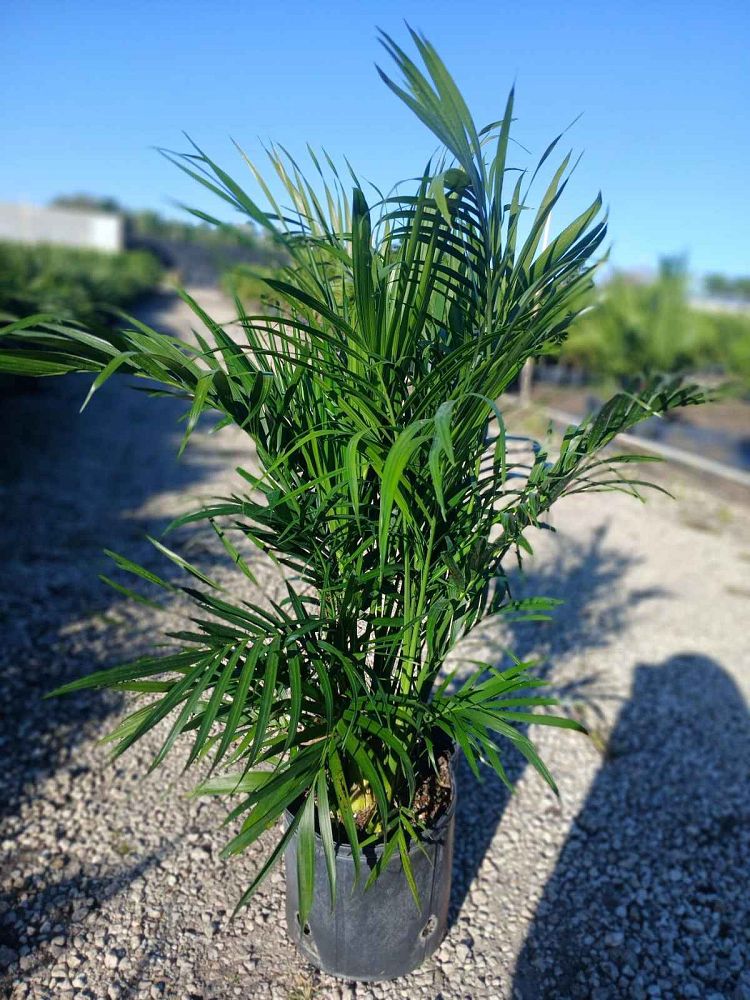 chamaedorea-cataractarum-cat-palm