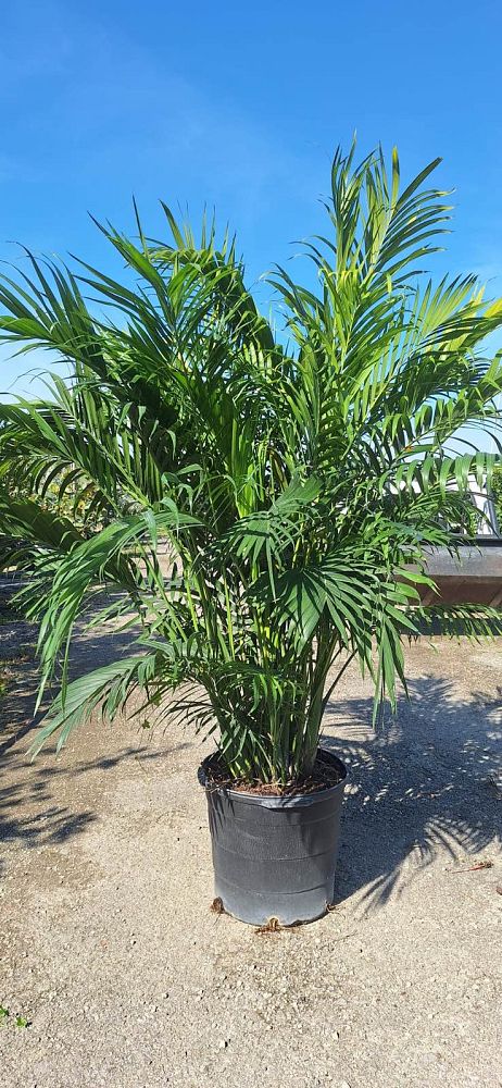 chamaedorea-cataractarum-cat-palm