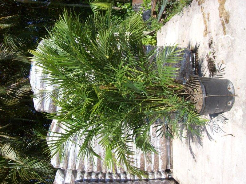 chamaedorea-cataractarum-cat-palm