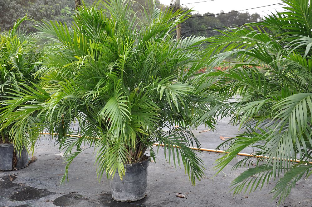 chamaedorea-cataractarum-cat-palm