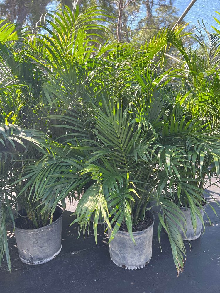 chamaedorea-cataractarum-cat-palm