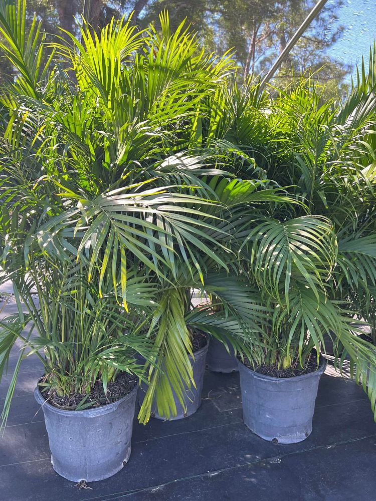 chamaedorea-cataractarum-cat-palm