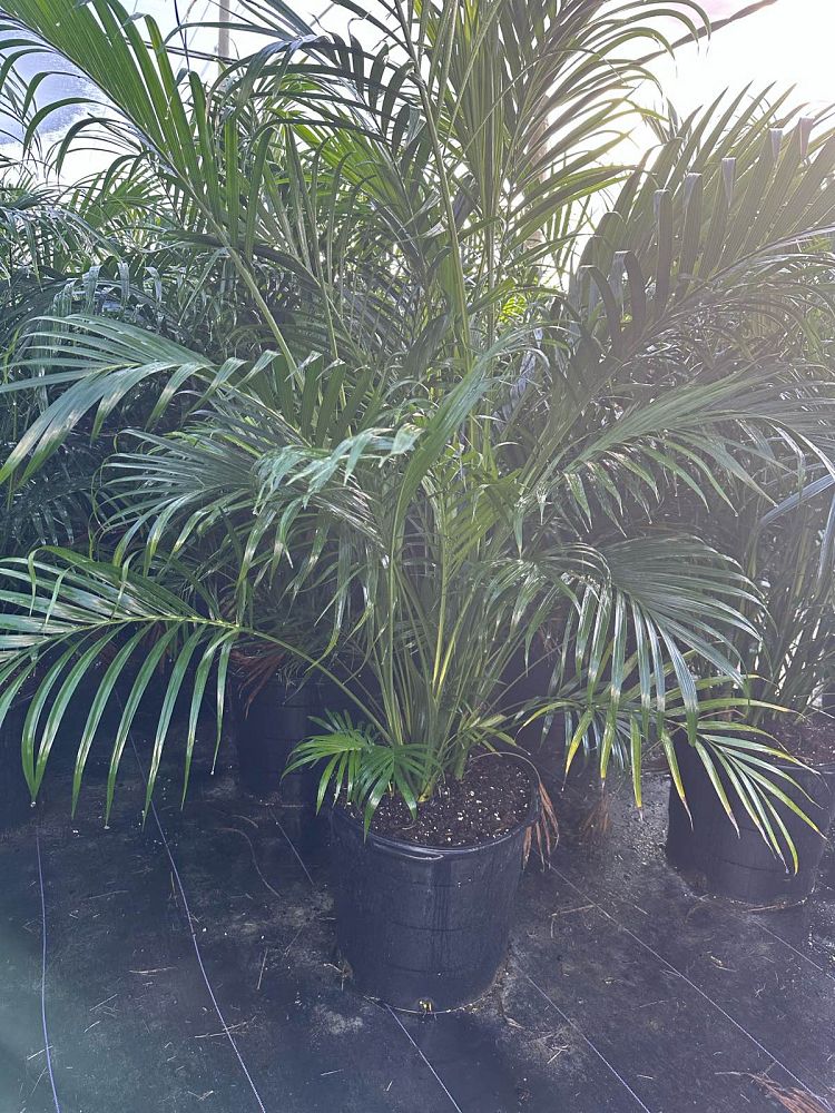 chamaedorea-cataractarum-cat-palm