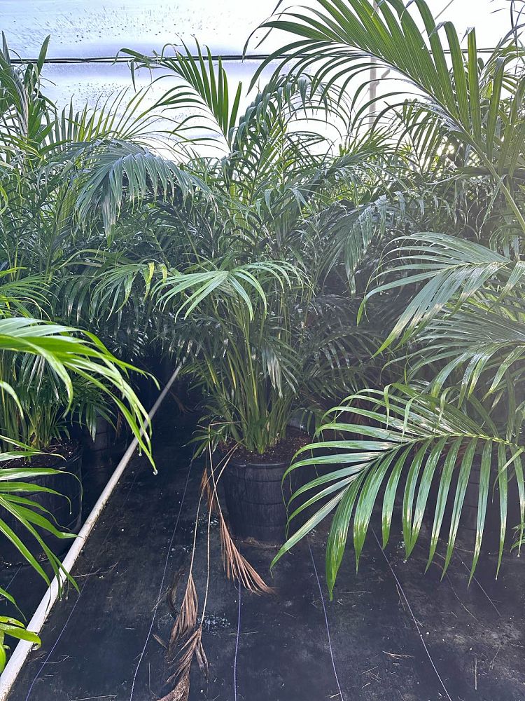 chamaedorea-cataractarum-cat-palm