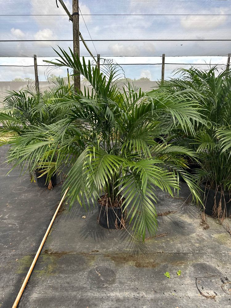 chamaedorea-cataractarum-cat-palm