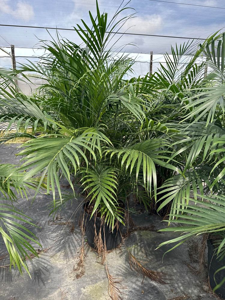 chamaedorea-cataractarum-cat-palm