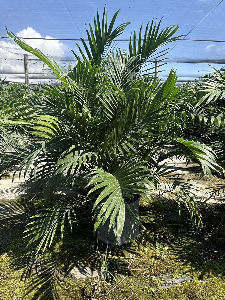 chamaedorea-cataractarum-cat-palm