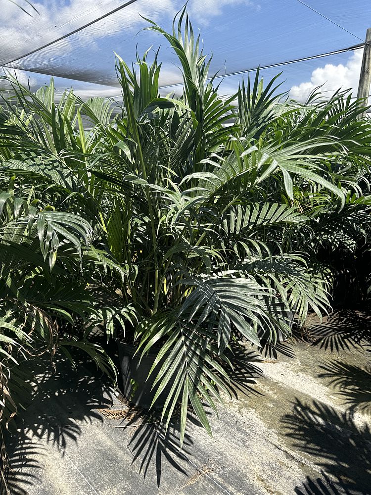 chamaedorea-cataractarum-cat-palm