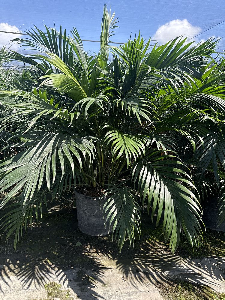 chamaedorea-cataractarum-cat-palm