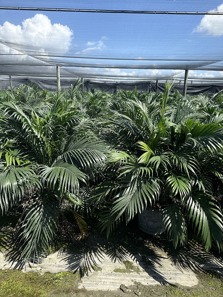 chamaedorea-cataractarum-cat-palm