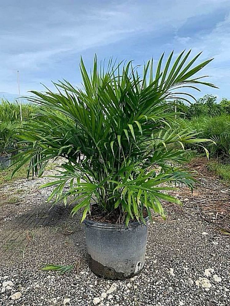 chamaedorea-cataractarum-cat-palm