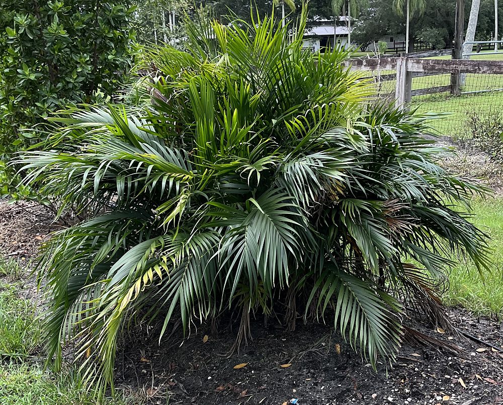 chamaedorea-cataractarum-cat-palm