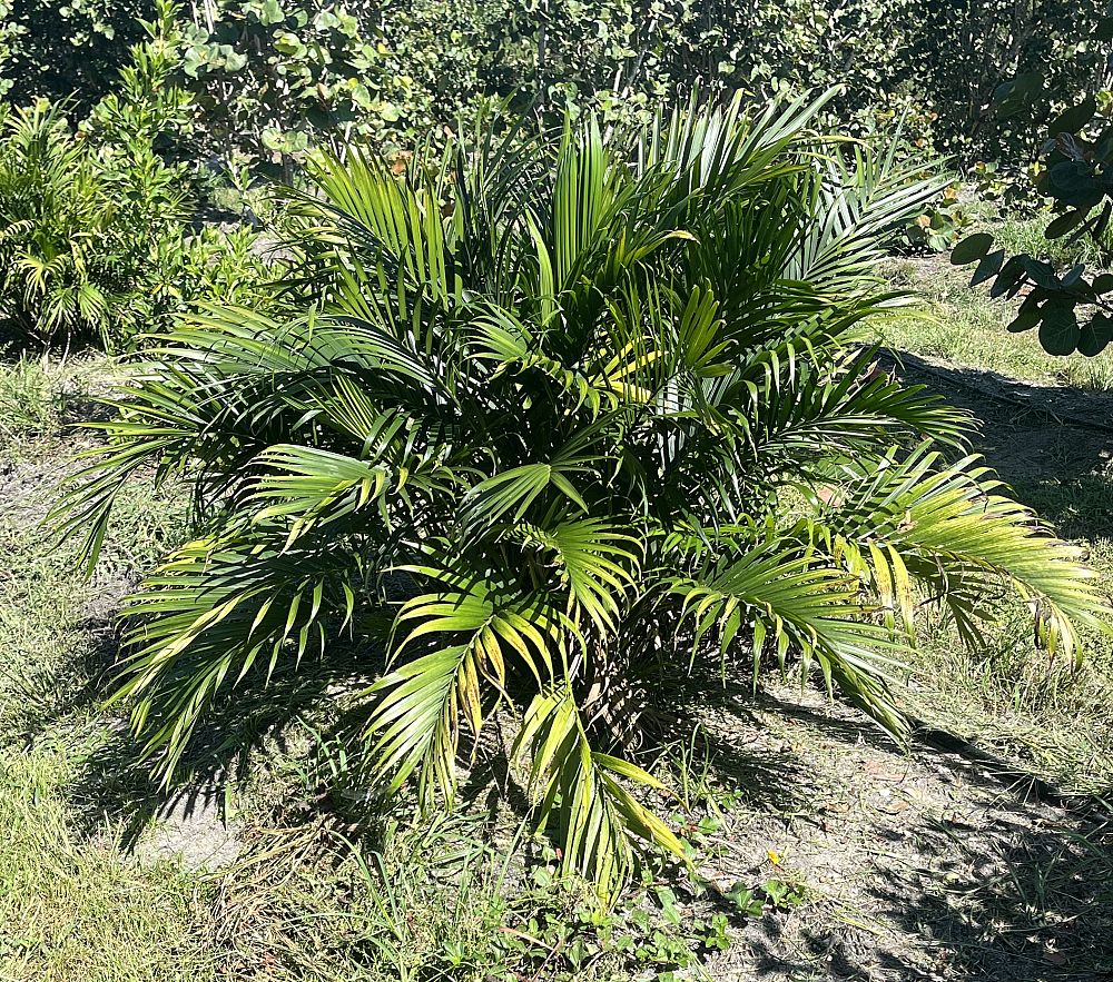 chamaedorea-cataractarum-cat-palm