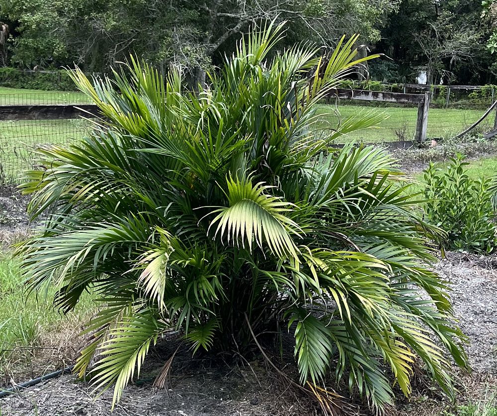 chamaedorea-cataractarum-cat-palm