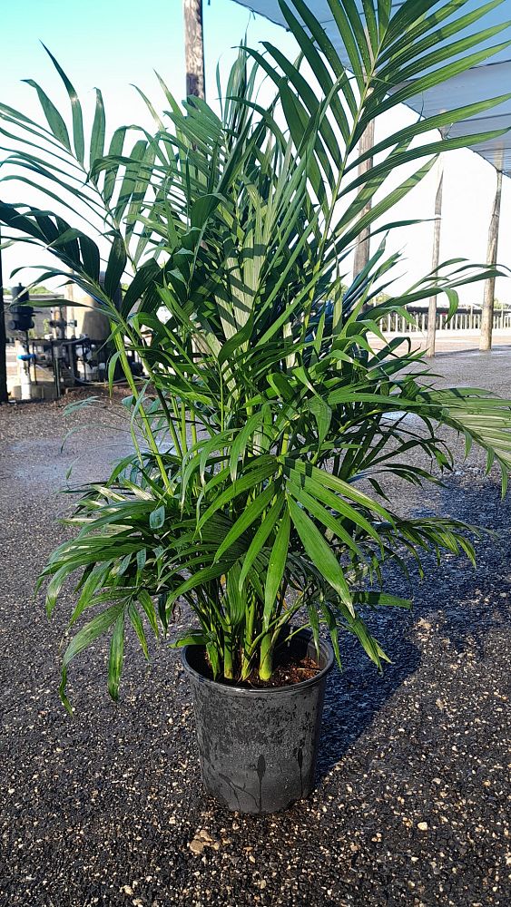 chamaedorea-cataractarum-cat-palm