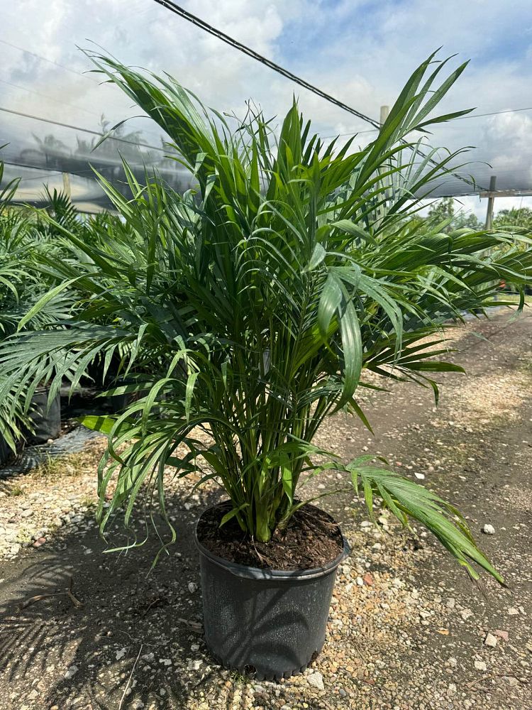 chamaedorea-cataractarum-cat-palm