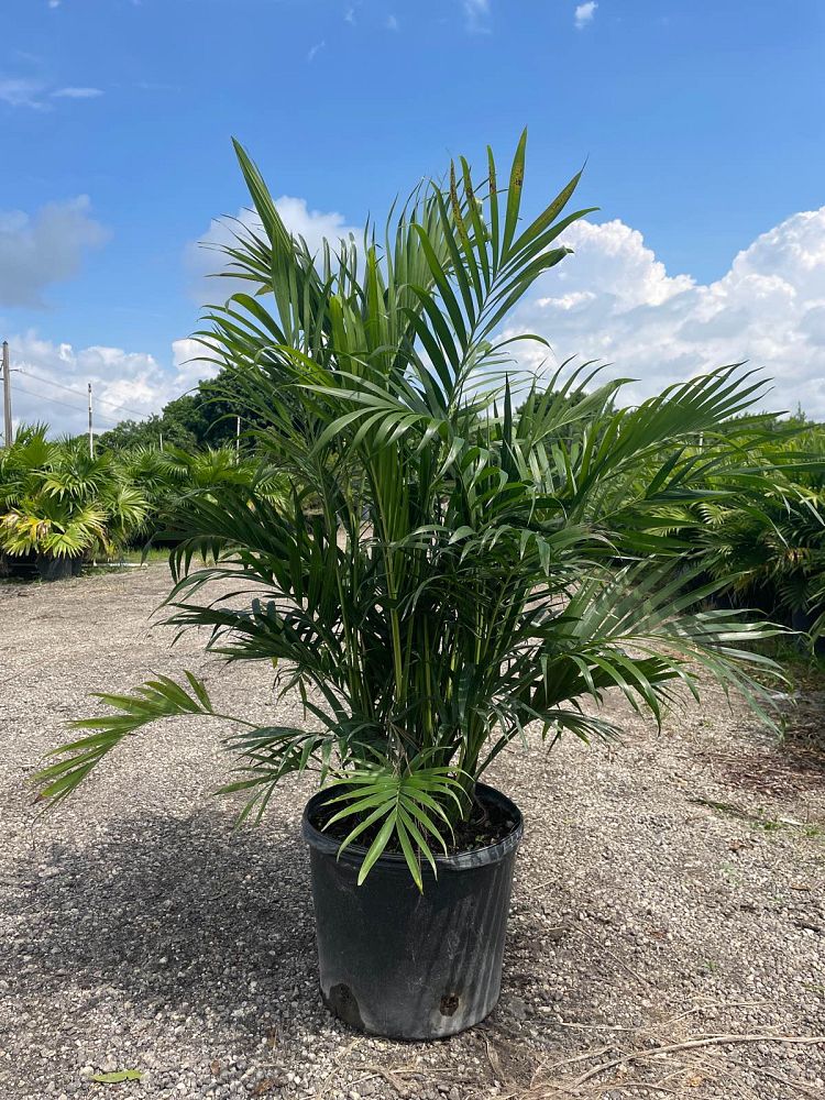 chamaedorea-cataractarum-cat-palm