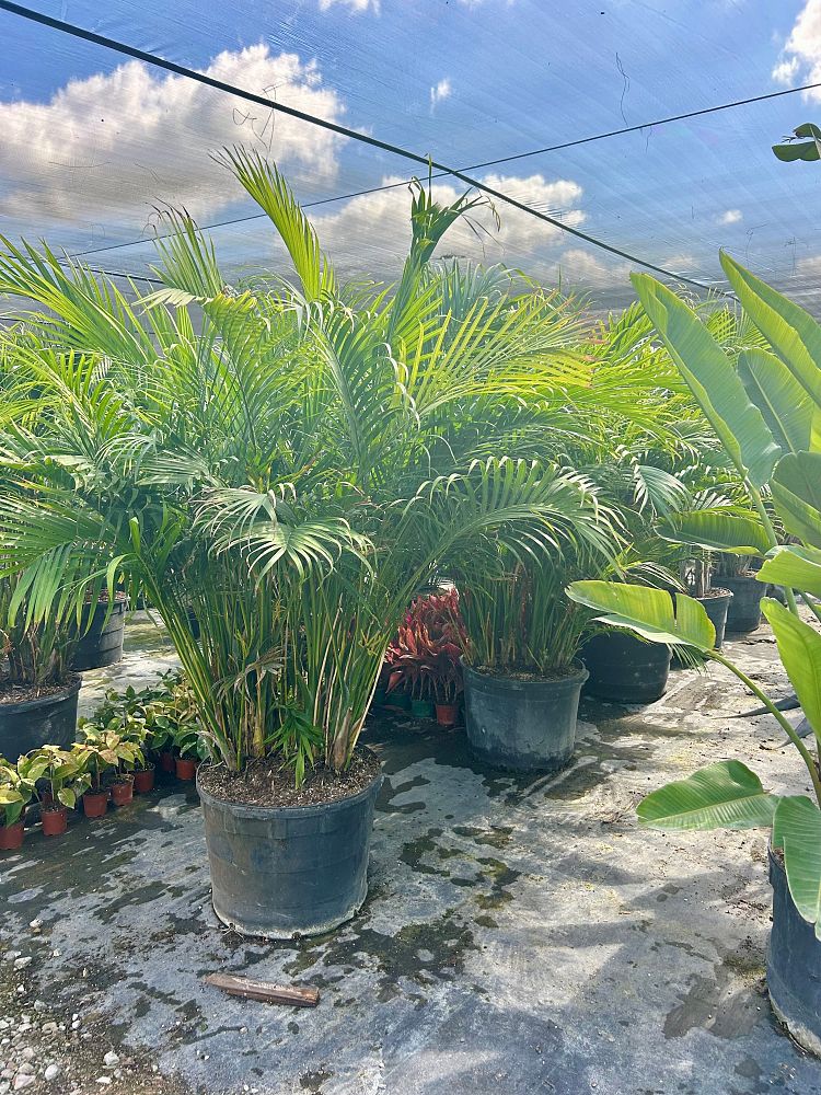 chamaedorea-cataractarum-cat-palm