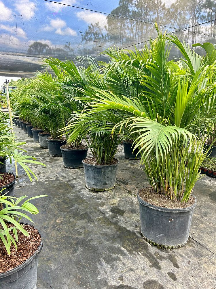 chamaedorea-cataractarum-cat-palm