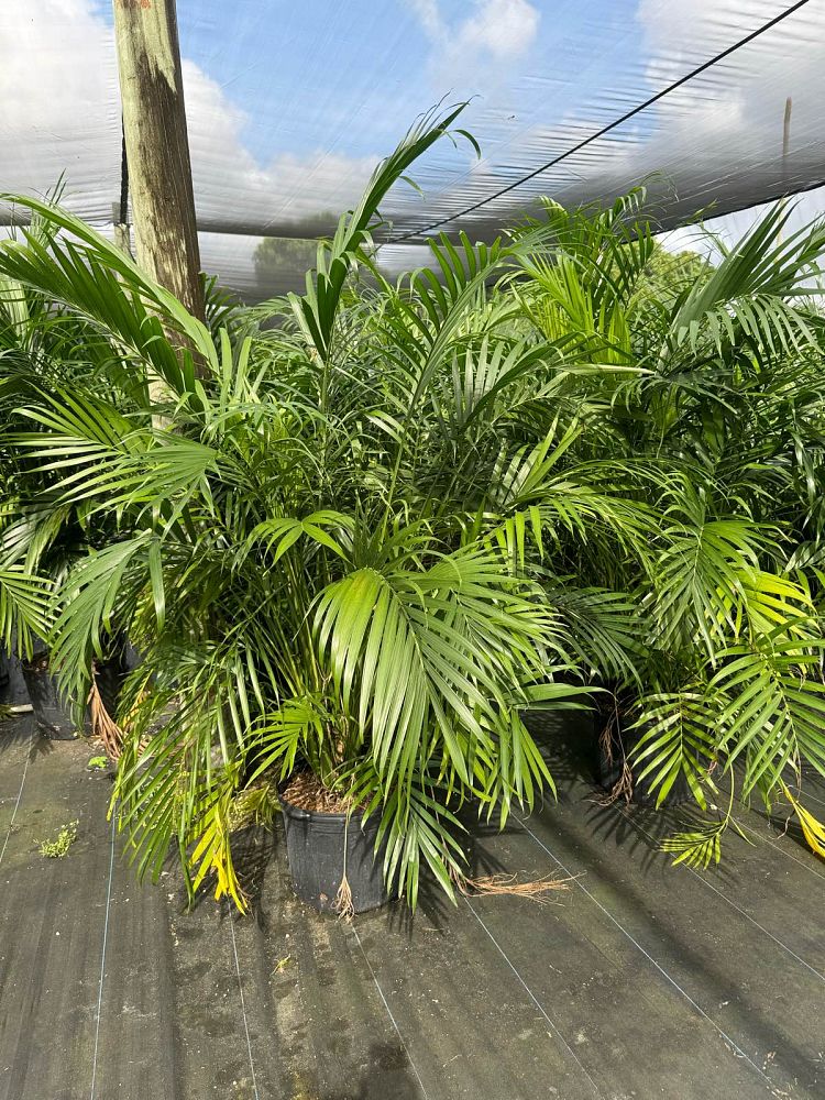 chamaedorea-cataractarum-cat-palm