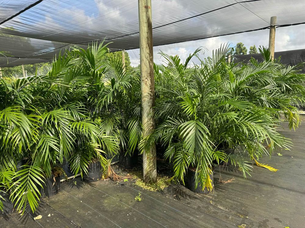 chamaedorea-cataractarum-cat-palm