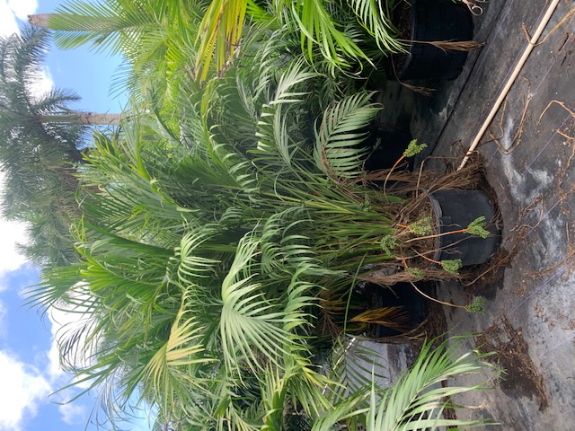 chamaedorea-cataractarum-cat-palm