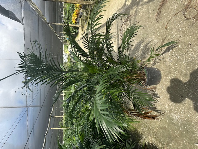 chamaedorea-cataractarum-cat-palm