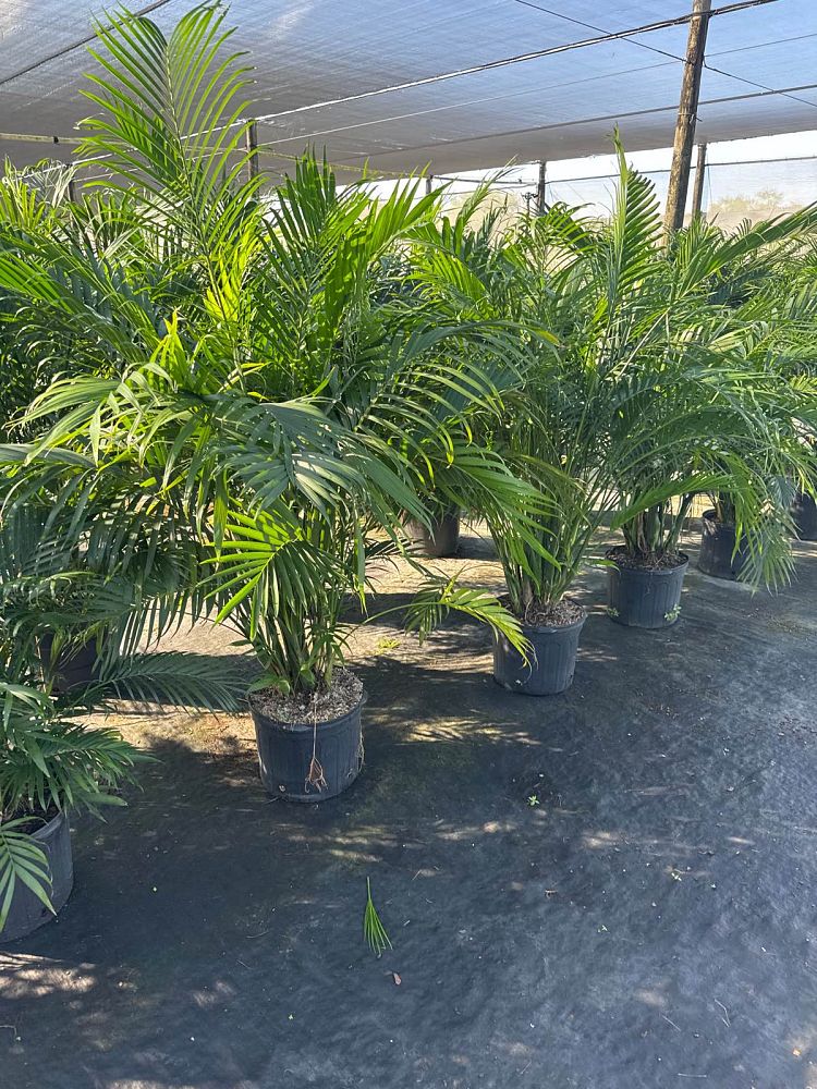 chamaedorea-cataractarum-cat-palm