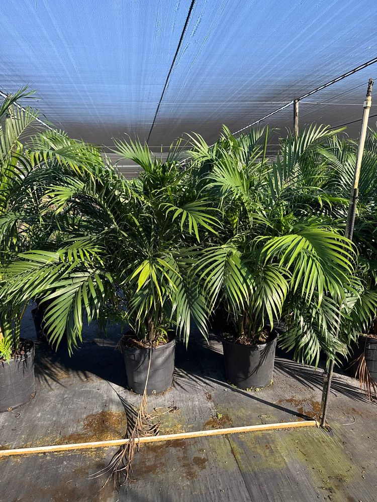 chamaedorea-cataractarum-cat-palm