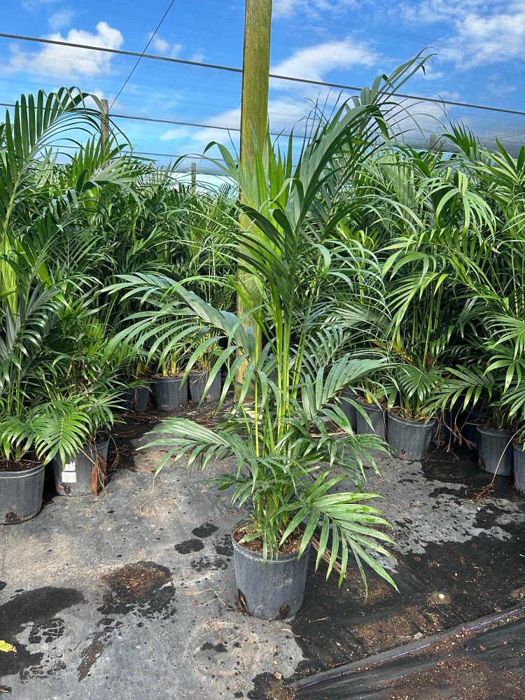 chamaedorea-cataractarum-cat-palm