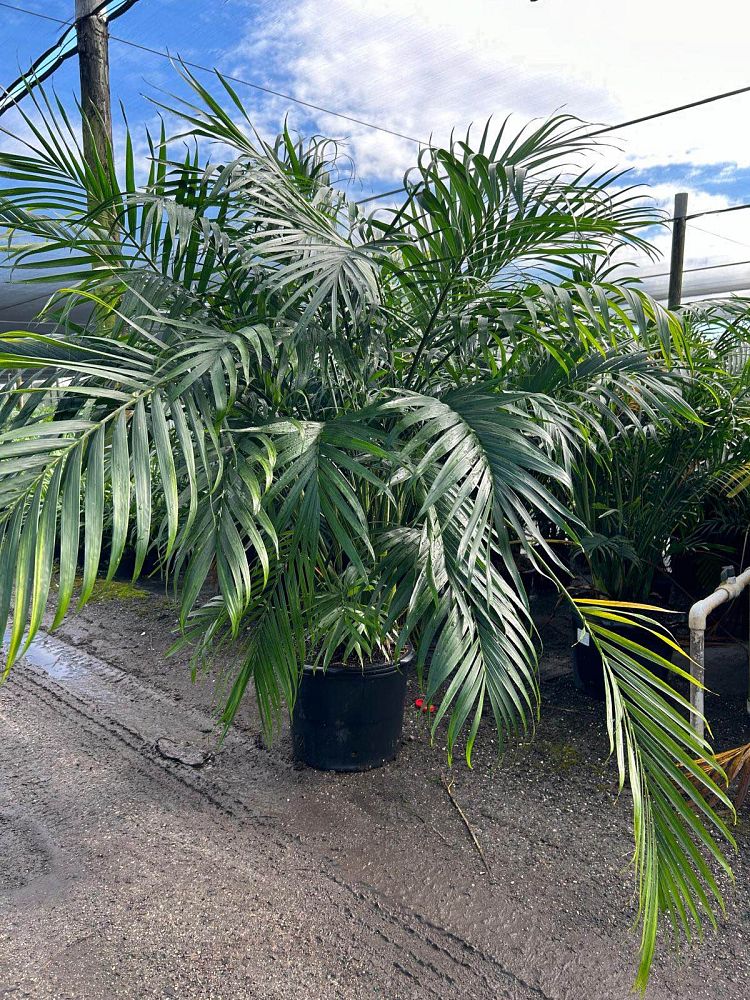 chamaedorea-cataractarum-cat-palm