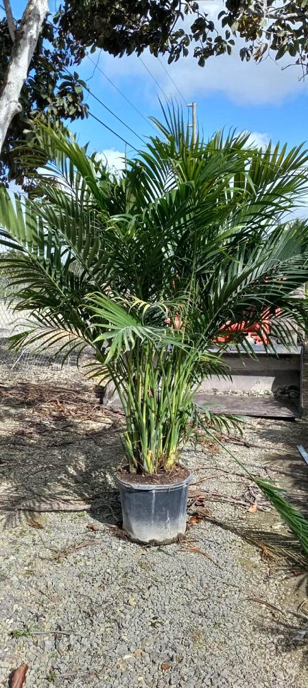 chamaedorea-cataractarum-cat-palm