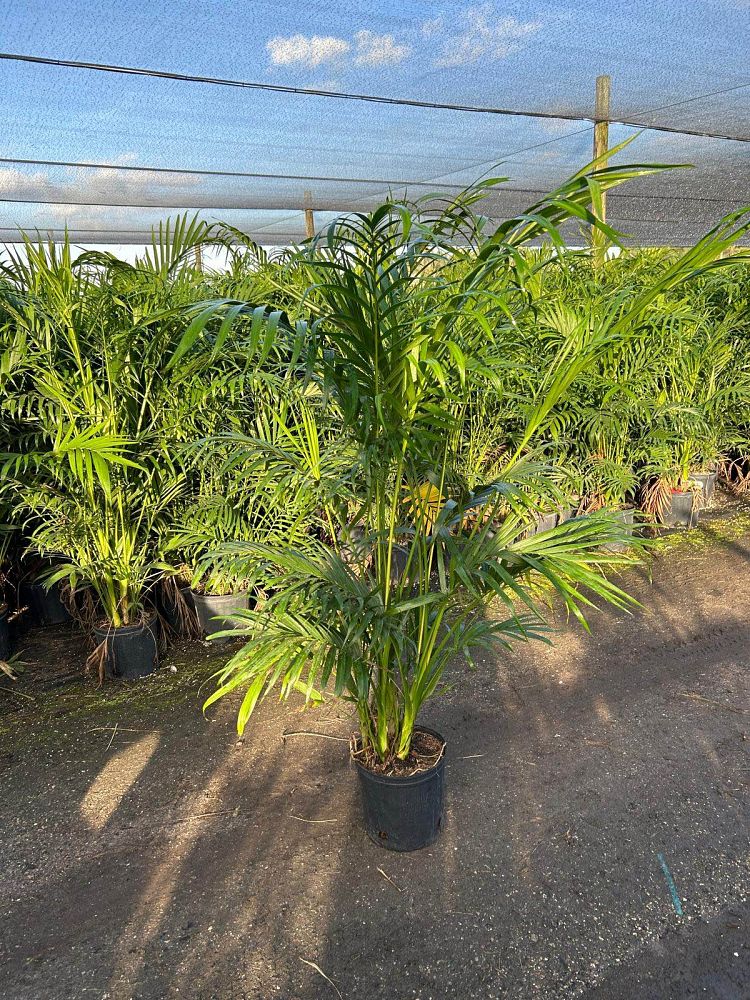 chamaedorea-cataractarum-cat-palm