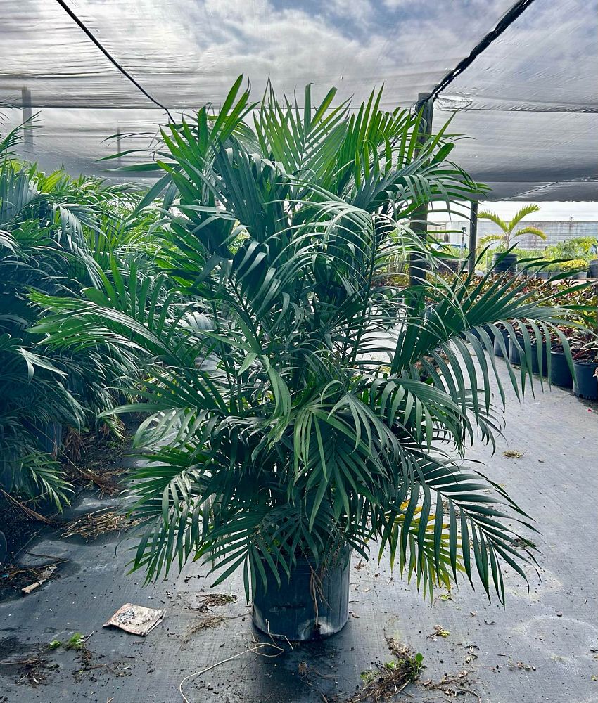 chamaedorea-cataractarum-cat-palm