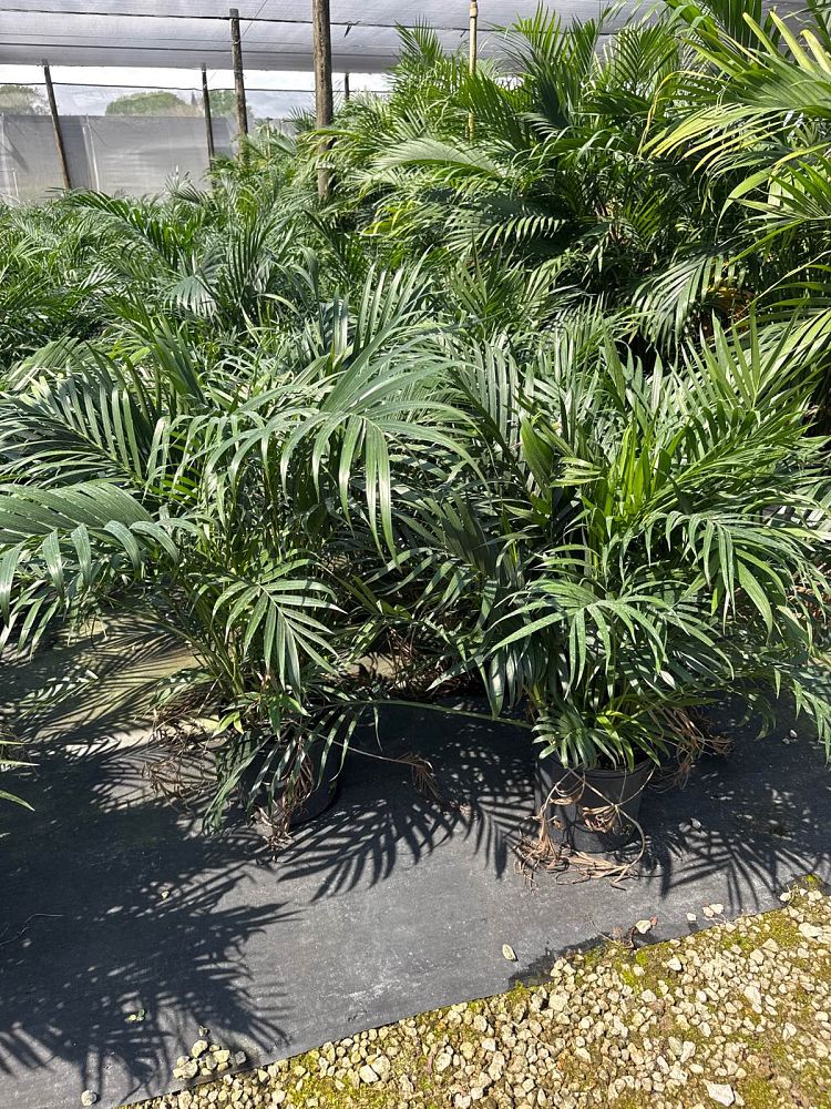 chamaedorea-cataractarum-cat-palm