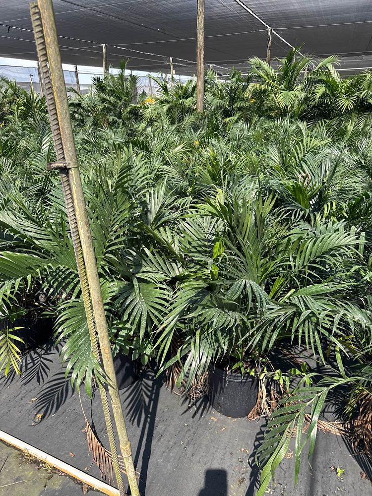 chamaedorea-cataractarum-cat-palm