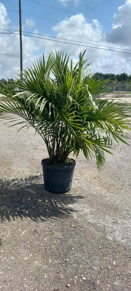 chamaedorea-cataractarum-cat-palm