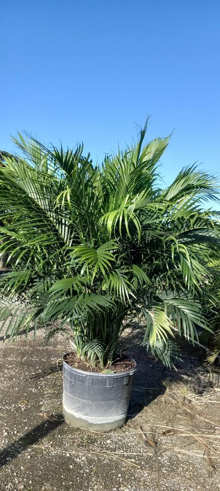 chamaedorea-cataractarum-cat-palm