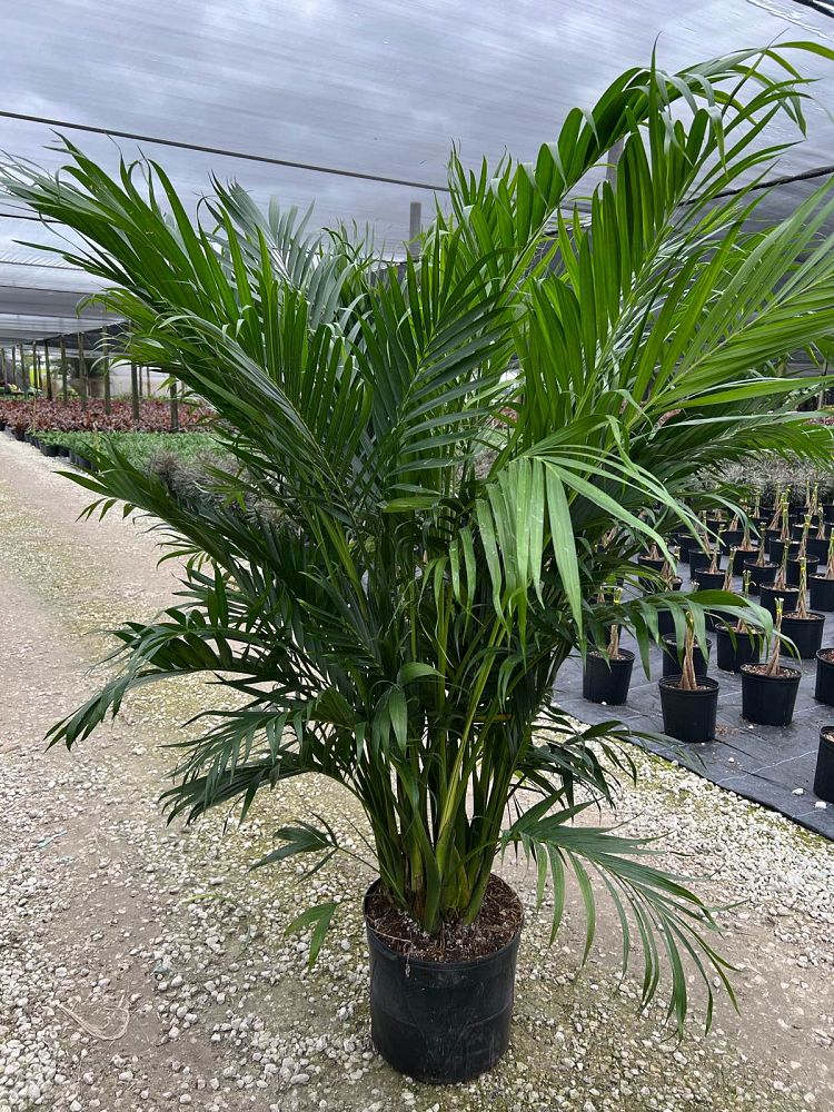 chamaedorea-cataractarum-cat-palm