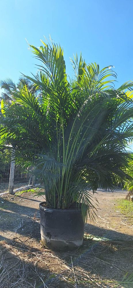 chamaedorea-cataractarum-cat-palm