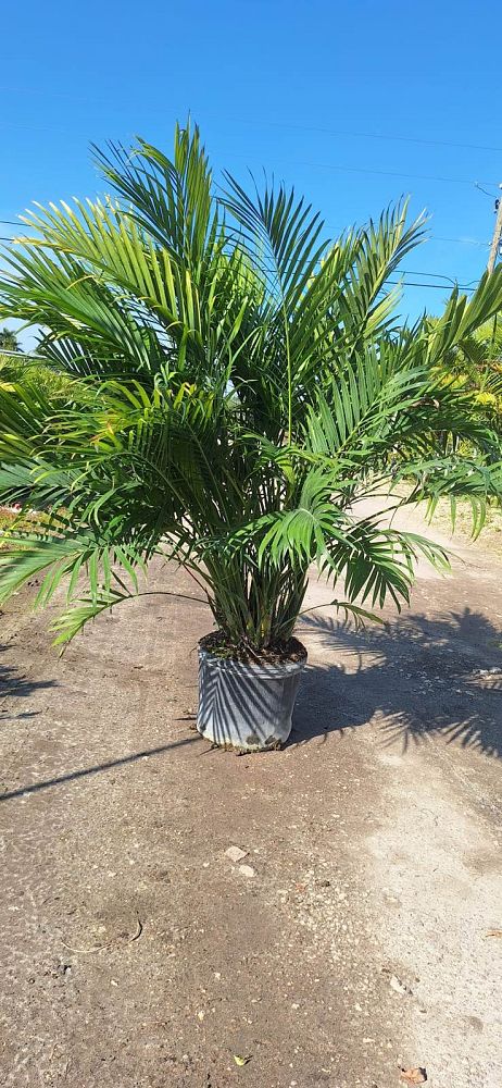 chamaedorea-cataractarum-cat-palm