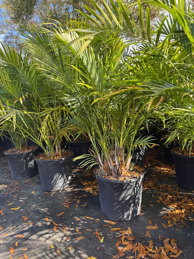 chamaedorea-cataractarum-cat-palm