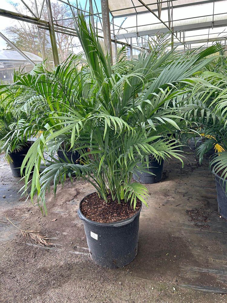 chamaedorea-cataractarum-cat-palm