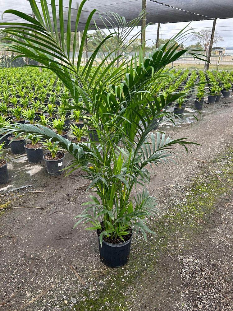 chamaedorea-cataractarum-cat-palm