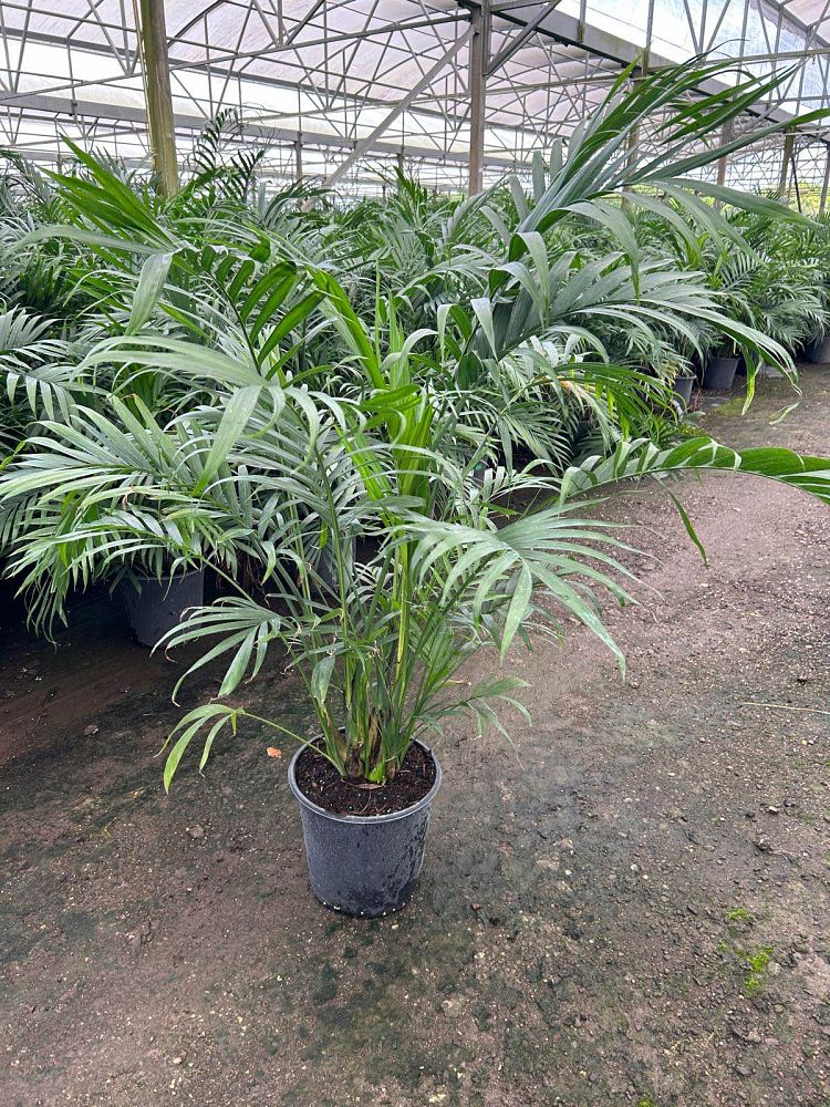 chamaedorea-cataractarum-cat-palm