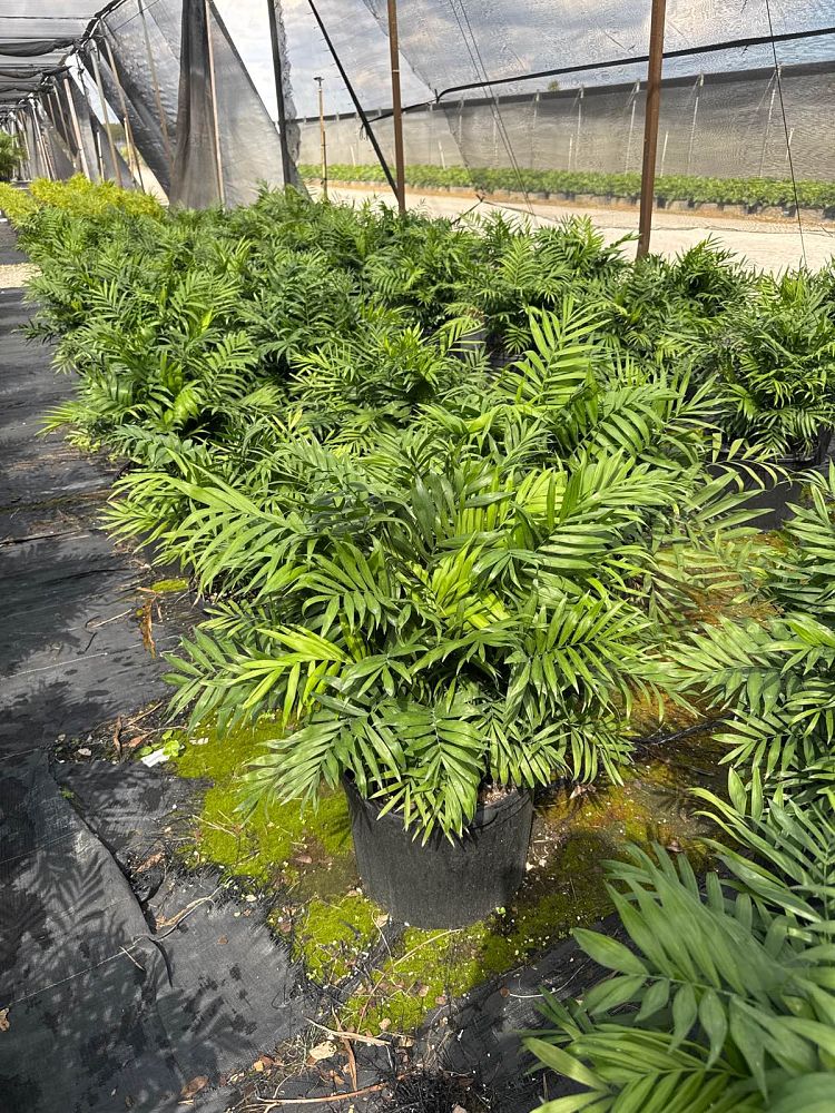 chamaedorea-elegans-neanthe-bella-palm-parlor-palm