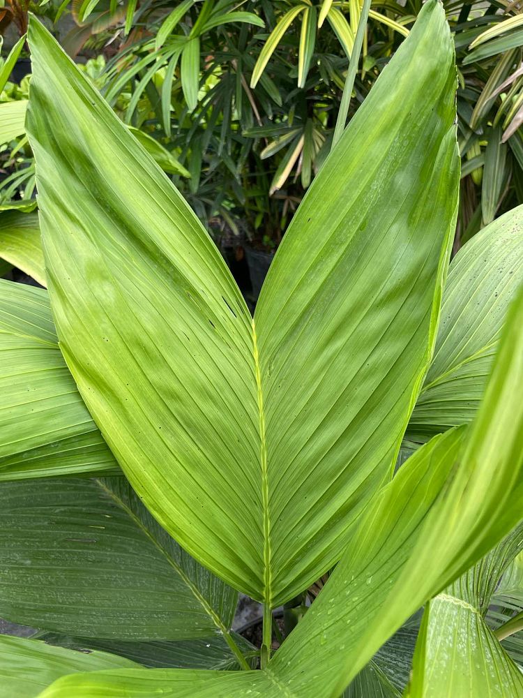 chamaedorea-ernesti-augustii