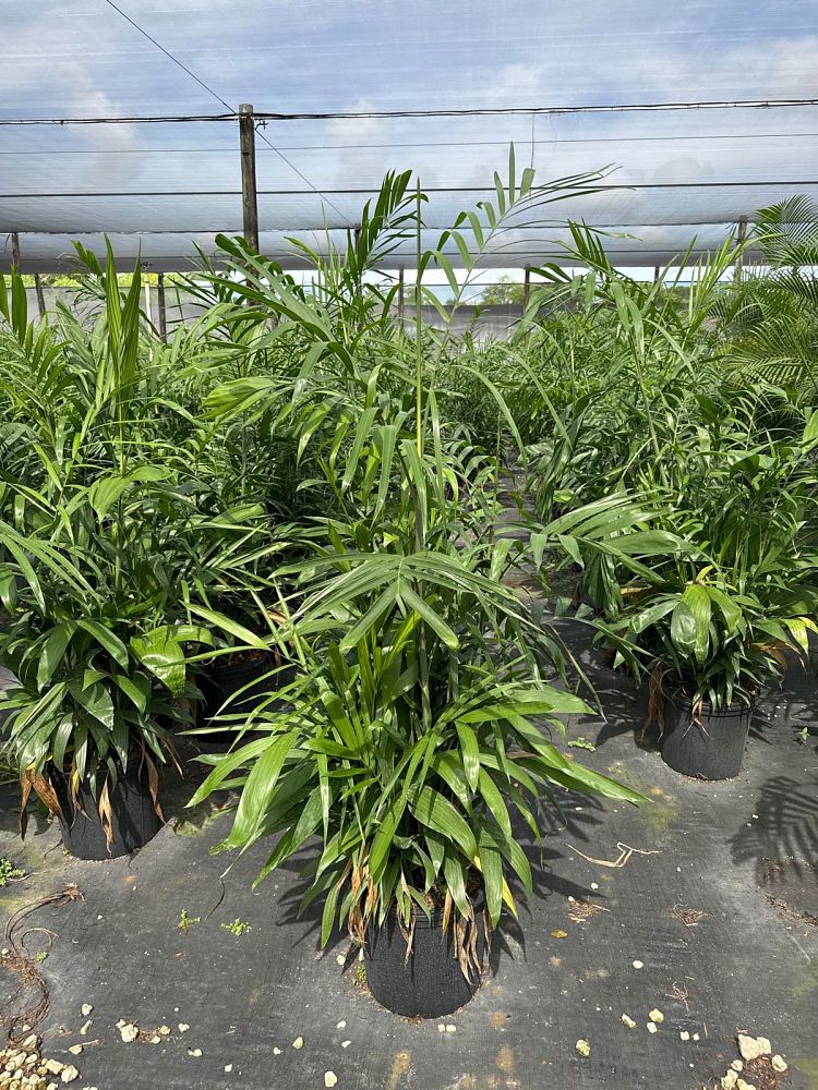 chamaedorea-erumpens-bamboo-palm