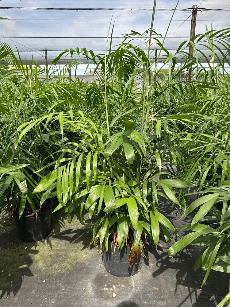 chamaedorea-erumpens-bamboo-palm