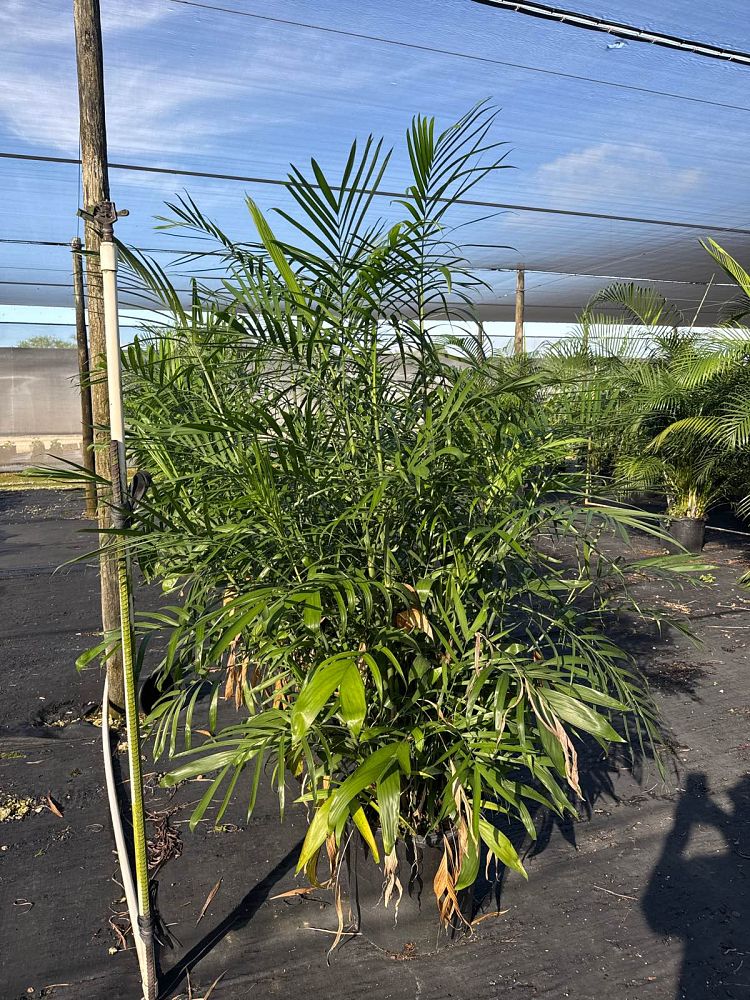 chamaedorea-erumpens-bamboo-palm